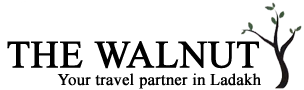 Walnut